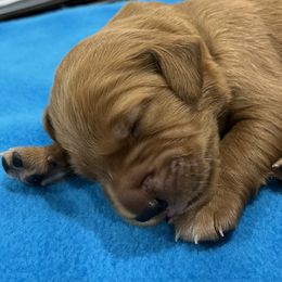 Girl 3 - Dark golden Golden Retriever puppy in Kentucky from Schueller's Golden Retrievers
