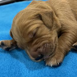 Girl 3 - Dark golden Golden Retriever puppy in Kentucky from Schueller's Golden Retrievers