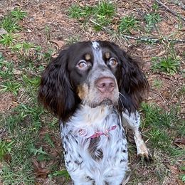 Whitney - English Springer Spaniel