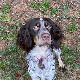 Whitney - English Springer Spaniel