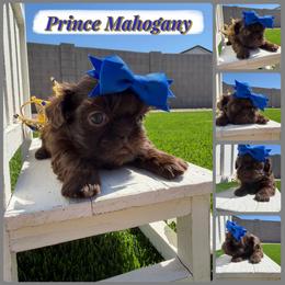 Prince Mahogany - Chocolate male Shih Tzu puppy in Coolidge, Arizona from Shih Tzu’s  ‘N’ Love