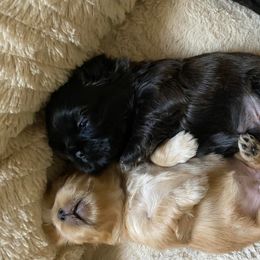 Shih Tzu Puppies from Sunshine Shih Tzus