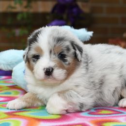 Australian Shepherd Puppies from Star Australian Shepherds