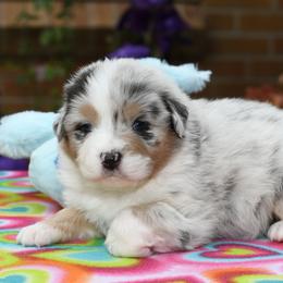 Australian Shepherd Puppies from Star Australian Shepherds