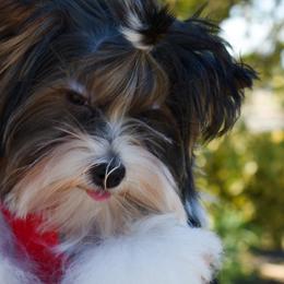 Jazz - Parti male Yorkshire Terrier puppy in California from Skyridge Puppies