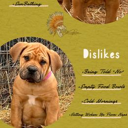 Female - Red female Boerboel puppy in Pennsylvania from Cold River Boerboels