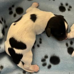 Candycane - Black and tan male Dachshund puppy in Highland, California from BAES Teufelshunde