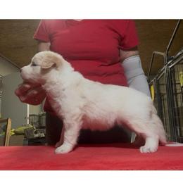 Boy 5 - Gold male Border Collie puppy in Farmersville, Texas from Omegamtn Border Collies