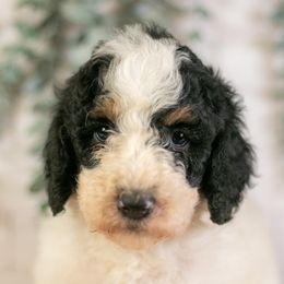 Thursday - Handsome Black Phantom Parti Male - Calm Temperament - Tri-color male Bernedoodle puppy in Eureka, Illinois from Joley Aire Family Dogs