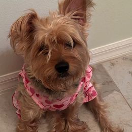 Lola - Yorkshire Terrier