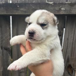 Charm - Gray and white male Siberian Husky puppy in Warrenville, South Carolina from WinterCrest Siberian Huskies