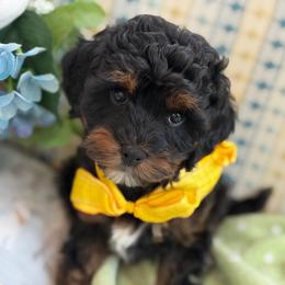 Cayenne - male Cavapoochon puppy in North Lawrence, Ohio from Liberty Pups