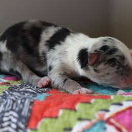 Miniature Australian Shepherd Puppies from Diamond D Mini Aussies