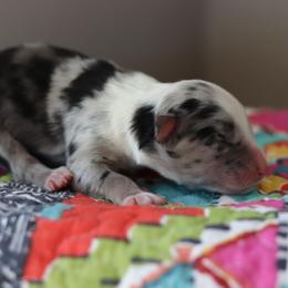 Miniature Australian Shepherd Puppies from Diamond D Mini Aussies