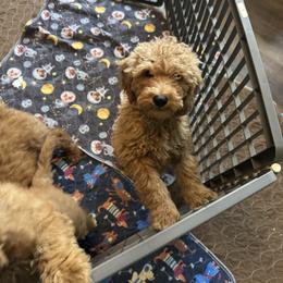 Male 4 - Red  male Poodle puppy in Canterbury, Connecticut from Diamonds in the Sky