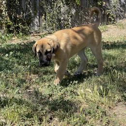 Anatolian Shepherd Dog Puppies from Fiddler’s Dream Anatolians