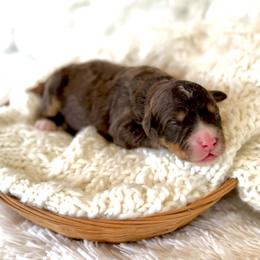 Van - Brown male Bernedoodle puppy in Bremen, Indiana from Farmland Doodles