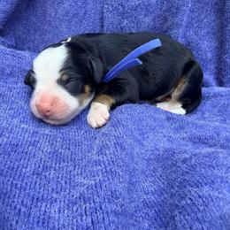 Chute - Snow Run Litter - Tri-color male Bernedoodle puppy in Charleston, South Carolina from Palm Belle Doodles