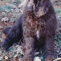 Australian Labradoodle and Poodle Puppies from Hunter Farm