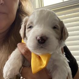English Springer Spaniel, Poodle, and Springerdoodle Puppies from SpringerDoodles at the Beach