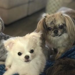 Companion Crosses from Posh Pets of Oklahoma
