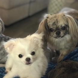 Companion Crosses from Posh Pets of Oklahoma