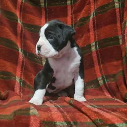 Girl 2 - Brindle female Boxer puppy in Temple, Georgia from B&B Boxers