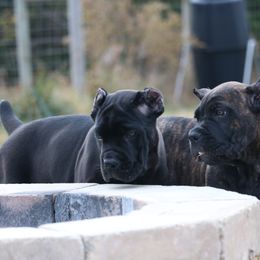 Cane Corso Puppies from PhogHaven Cane Corso