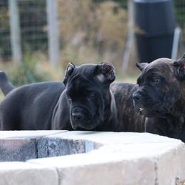 Cane Corso Puppies from PhogHaven Cane Corso