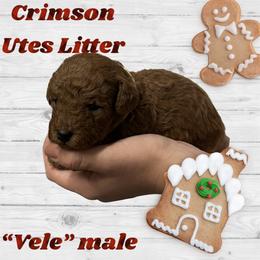 Poodle Puppies from Mountain Valley Poodles