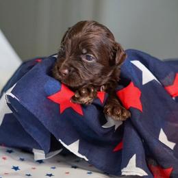 Liberty - Chocolate female Australian Labradoodle puppy in Dawson, Georgia from Still Pond Australian Labradoodles