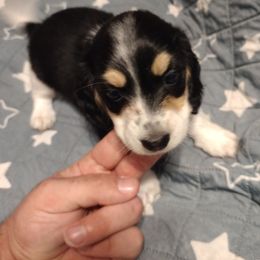 Black and cream Piebald Male - Piebald male Dachshund puppy in Highland Home, Alabama from Landey's Long Dogs
