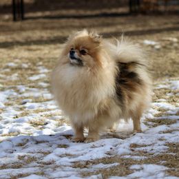 Ryley - Pomeranian