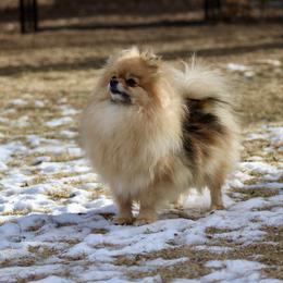 Ryley - Pomeranian