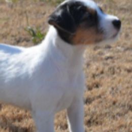 Jack Russell Terriers from Winslow Farms Jack Russell Terriers