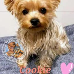Cookie - Yorkshire Terrier