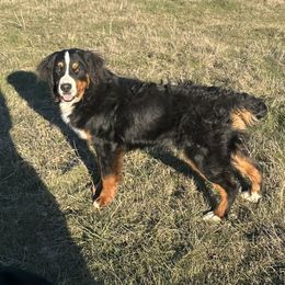Cookie - Bernese Mountain Dog
