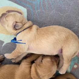 4th pick - Golden male Golden Retriever puppy in Inverness, Florida from Sydney’s Goldens