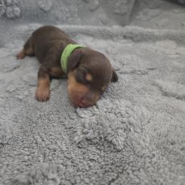 Green - Chocolate and tan male Dachshund puppy in Mulberry, Florida from J's Mini Dachshunds