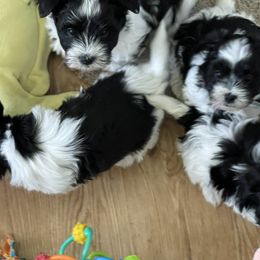 Biewer Terrier, Chinese Crested, and Havanese Puppies from Meadowview Havanese