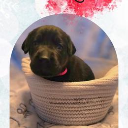 Lumi - Red Collar - Black male Labrador Retriever puppy in Sumerduck, Virginia from Cedar Mountain Retrievers