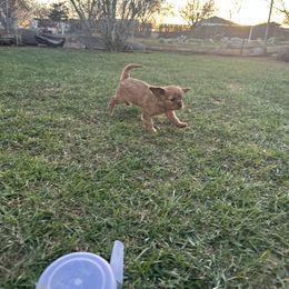 Cavalier King Charles Spaniel Puppies from Red Desert Cavalier’s