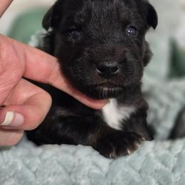 Sausage (Black tri) - Black tri-color male Australian Shepherd puppy in Rainsville, Alabama from Chaparro Farm Aussies