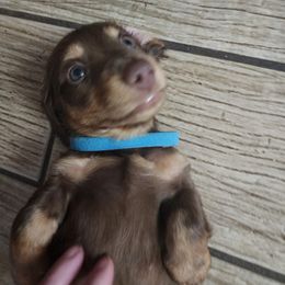 Dachshund Puppies from FureverFL