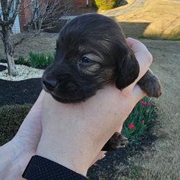 Godiva- Full CKC - Sable female Dachshund puppy in Loganville, Georgia from Royal Dackel Haus