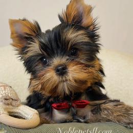 Gregory - Black and gold male Yorkshire Terrier puppy in North Port, Florida from Noble Pets