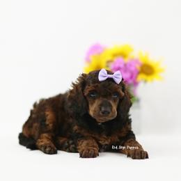 Lavender Collar AKC Agouti Female - Sable female Poodle puppy in Republic, Missouri from Red Skye Puppies
