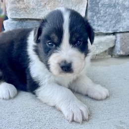 Cleo - Black tri-color female Australian Shepherd puppy in Loda, Illinois from Pilcher Farms