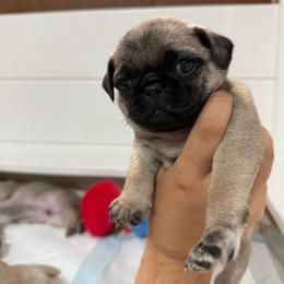 Michael - Fawn male Pug puppy in Damascus, Maryland from Elly & Junior’s Legacy