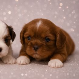 Shih Tzu Puppies from Shih Tzu snuggles